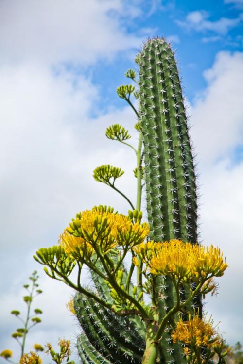 Cactus and flowering Agave in Aruba
