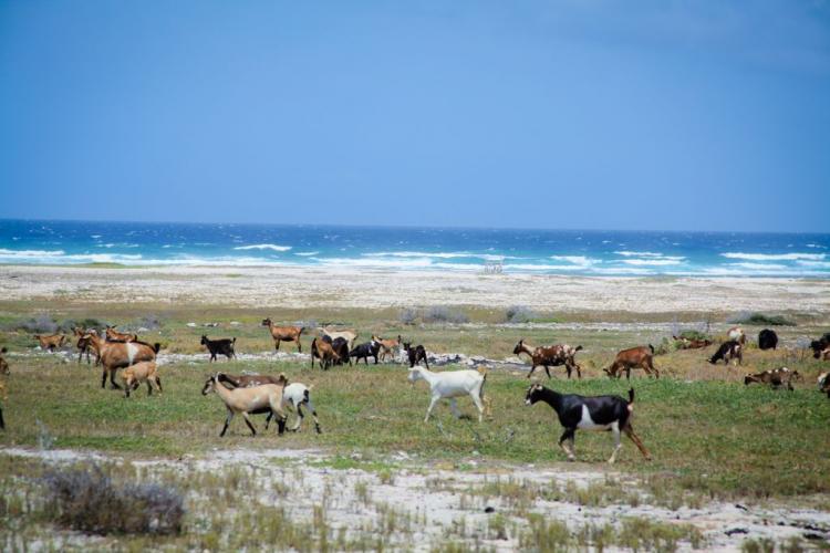 Goats in Aruba north coast