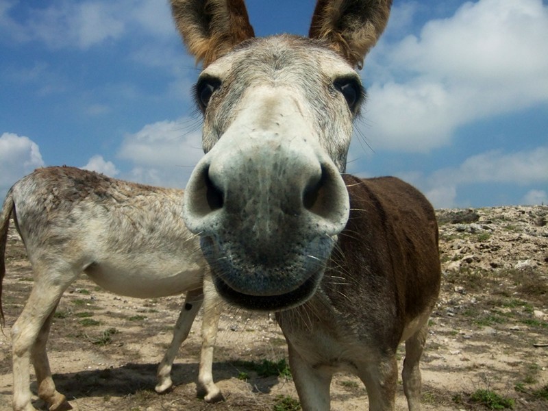 donkey.jpg.