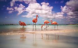 03 - Renaissance Island -Flamingo Beach.jpg