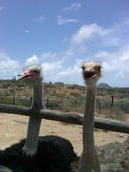 Aruba-Ostrich-Farm.jpg