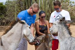Baby Beach Off Road Safari - Donkey Sanctuary.jpg