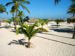 Manchebo Beach-palmtrees